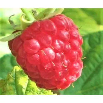 MALINA wczesna czerwone duże owoce - sadzonki 30 / 50 cm